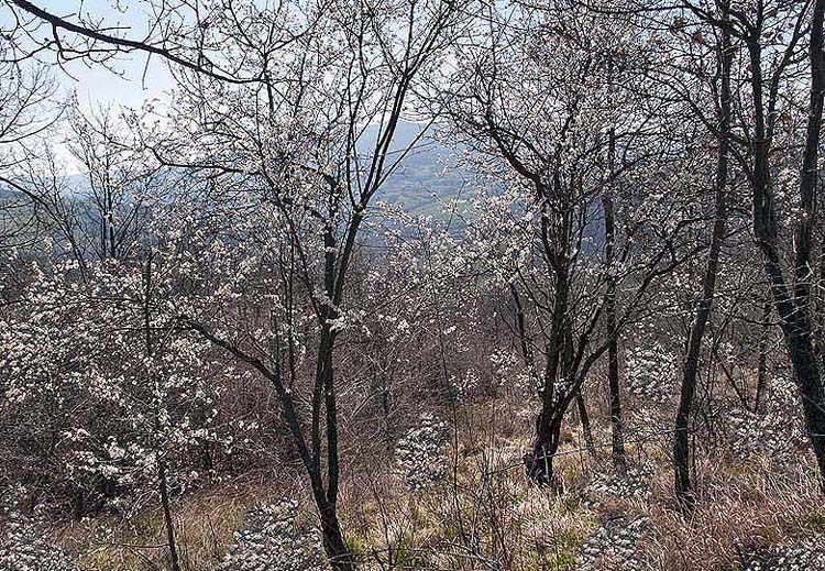 Oasi naturalistica del Carmine